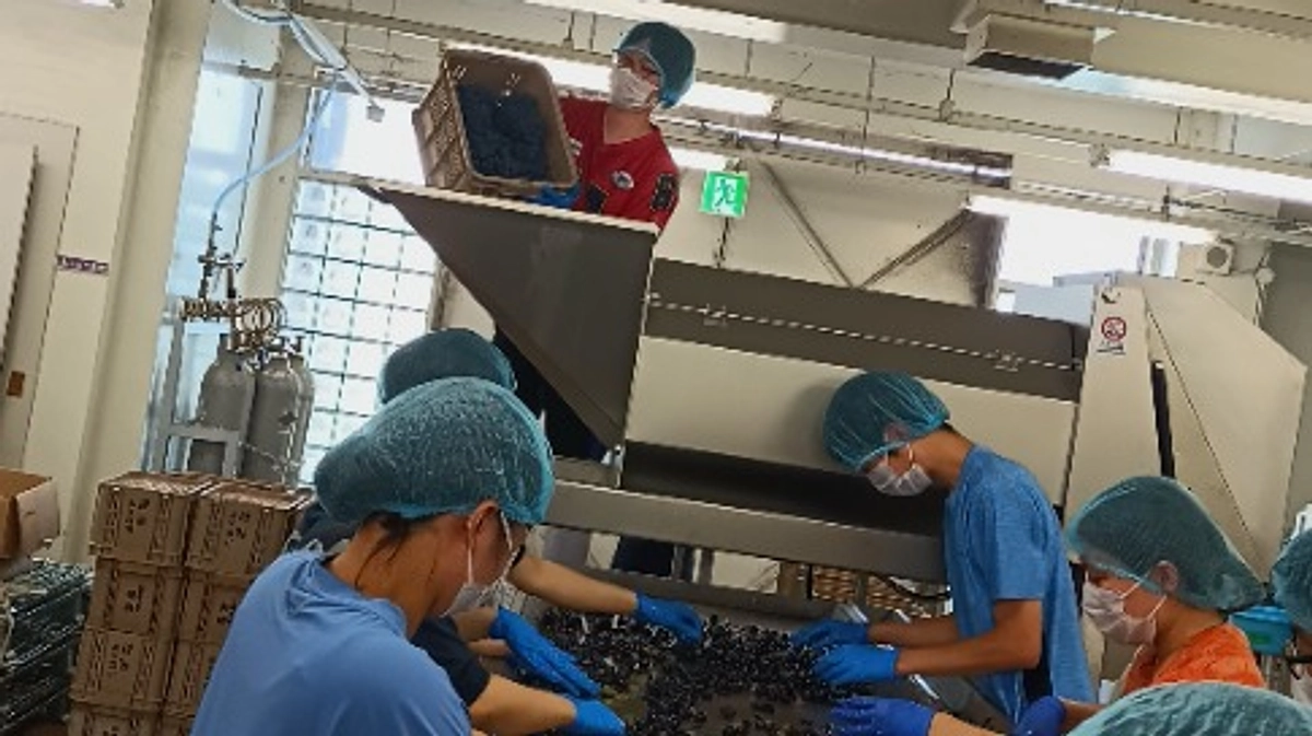 シン・山梨大学ワイン2025マスカットベーリーAの収穫・仕込み