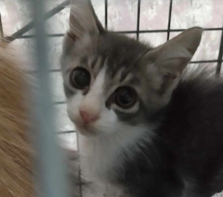 かわいそうだけでは助けられない野良猫さんのこと③　～飼育崩壊～