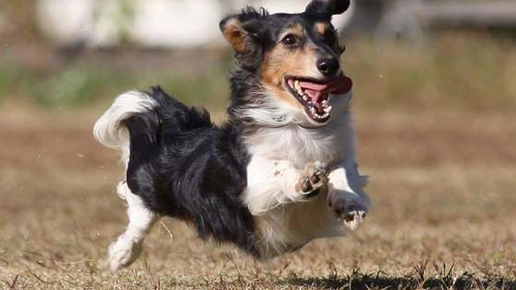 家宅侵入により行方不明となったダックスのるいくんを探したい！