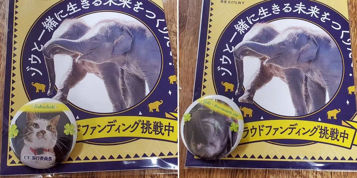 本日より当園でサバチョビor結希のミニ缶バッジ付きチラシ配布！