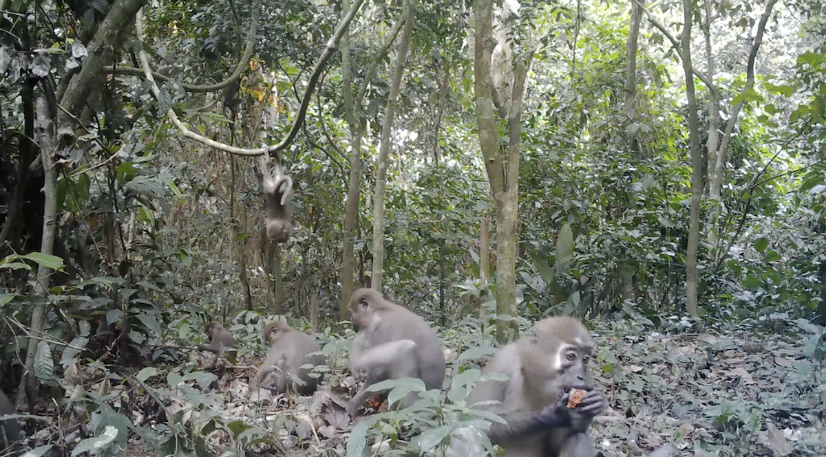 【動画有り】たった5秒のカメラトラップに映し出される野生動物模様（採食編その3：サルはニアミス！？）