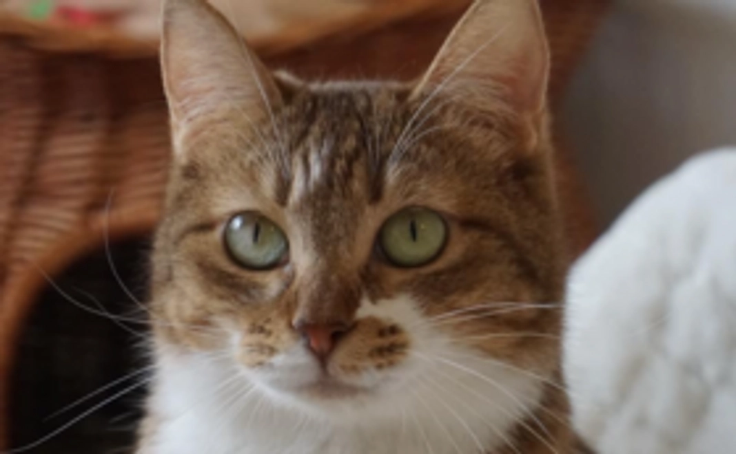 22222円(にゃんにゃんにゃん)コース