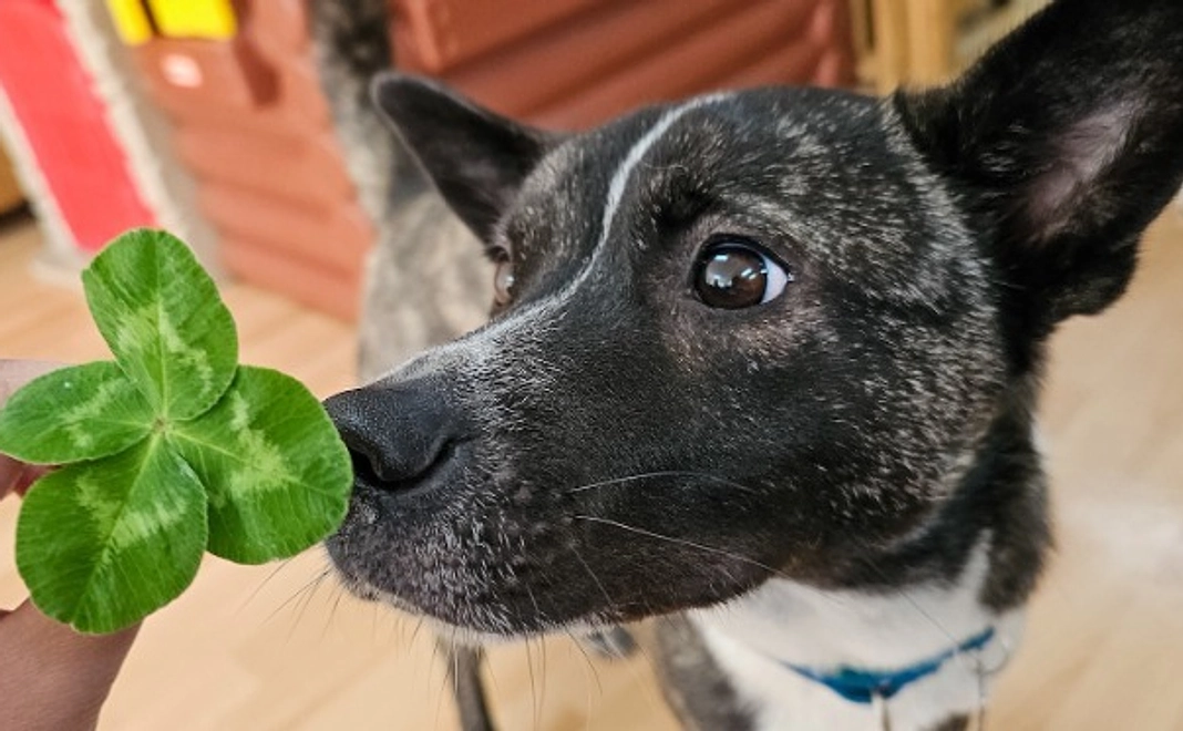 1万円｜応援コース