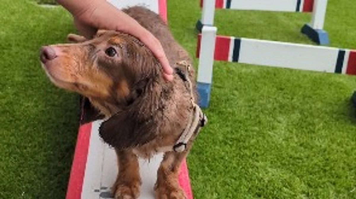 手術後、久しぶりのお出かけ🐶🐾