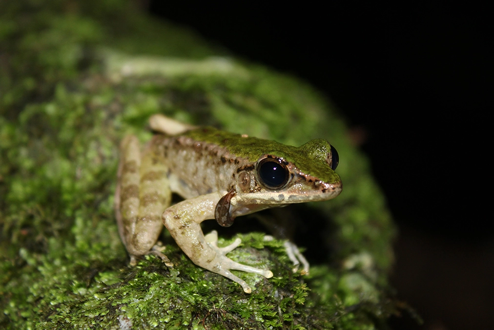 日本初だけではない、世界初！①－カエル飼育の始まりー
