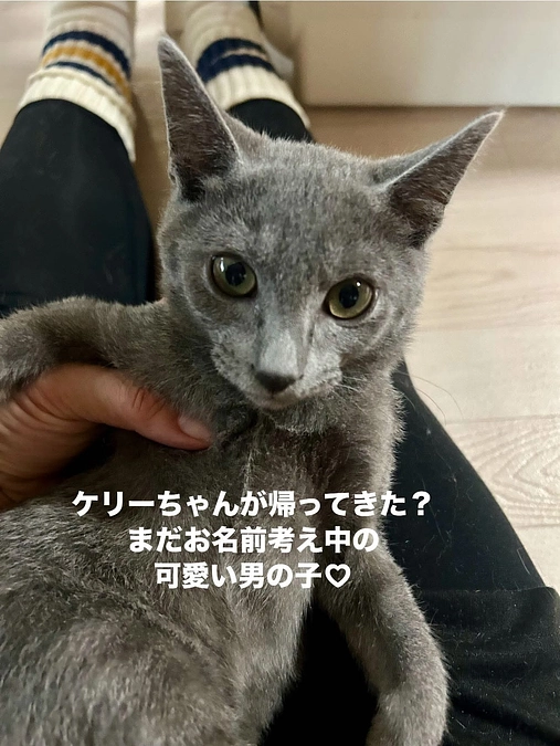 明日１１日はねこまち長屋で譲渡会です
