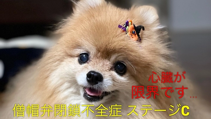 僧帽弁閉鎖不全症のポメラニアン♀マグルスにご支援をお願いします