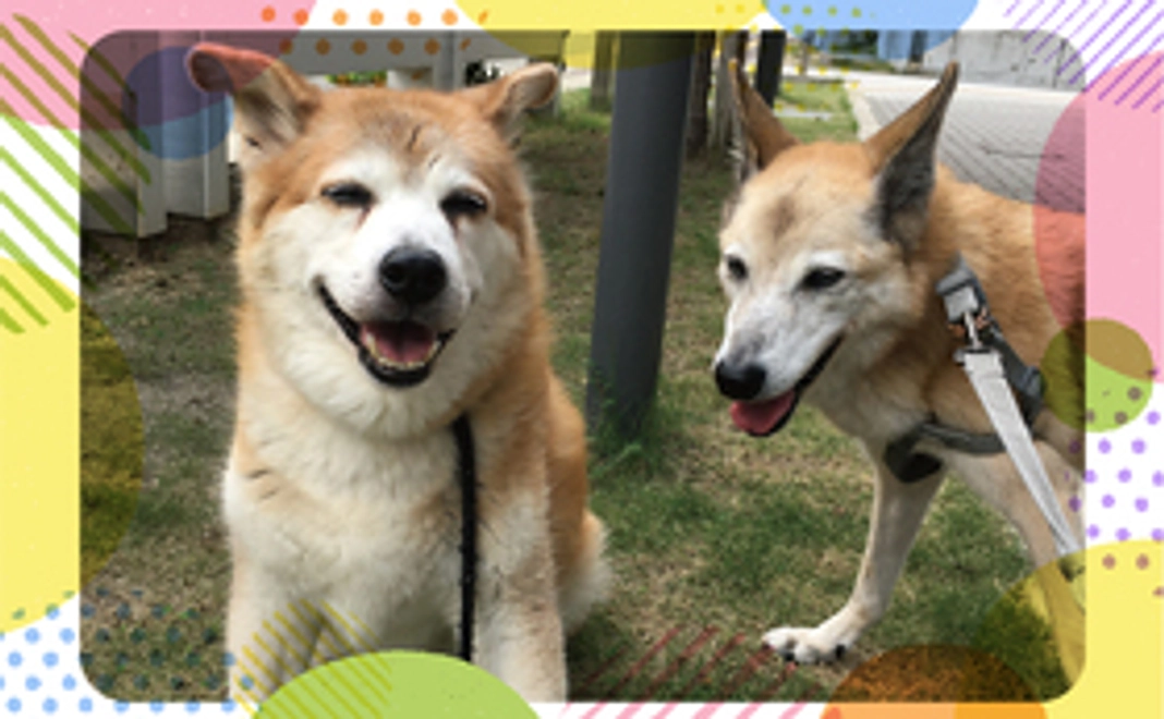 毎月応援！ワンワンコース