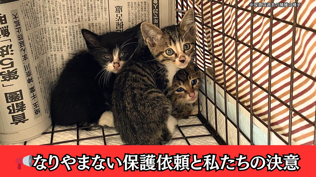 📢なりやまない保護依頼と、私たちの決意