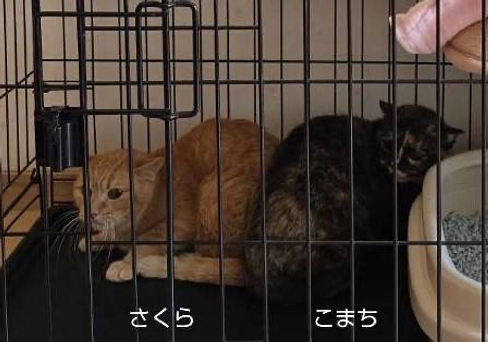 ビビりんちょの会