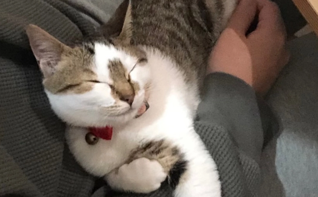 感謝のメール📮🐾［10,000円］