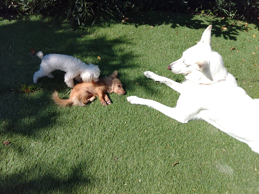 【残り7日！】ハンデを抱える犬猫たちに、未来を拓くリハビリスペースを！