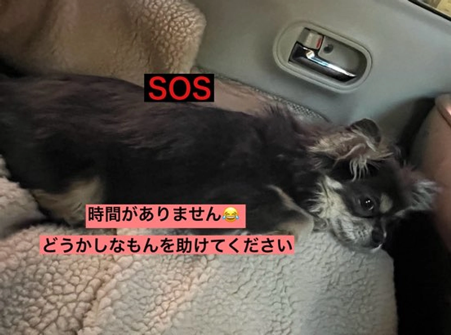 プロジェクト終了まで残り13日　助けてください・・・・　活動報告11回目