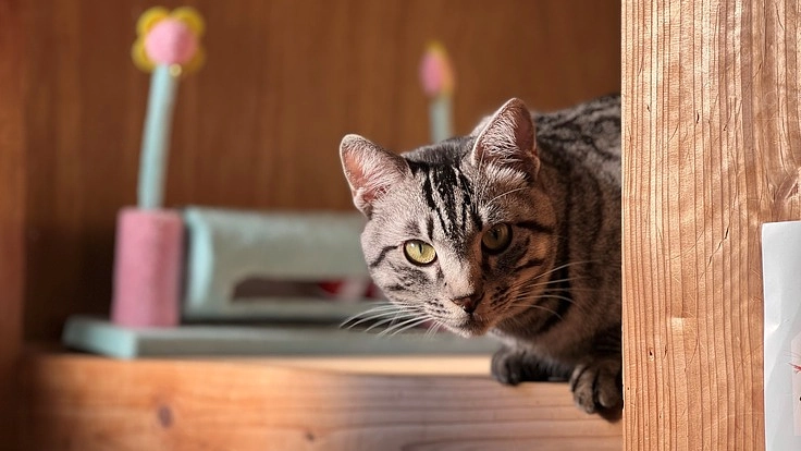 長崎県五島列島で、救いの手を求める猫達のシェルターを作りたい