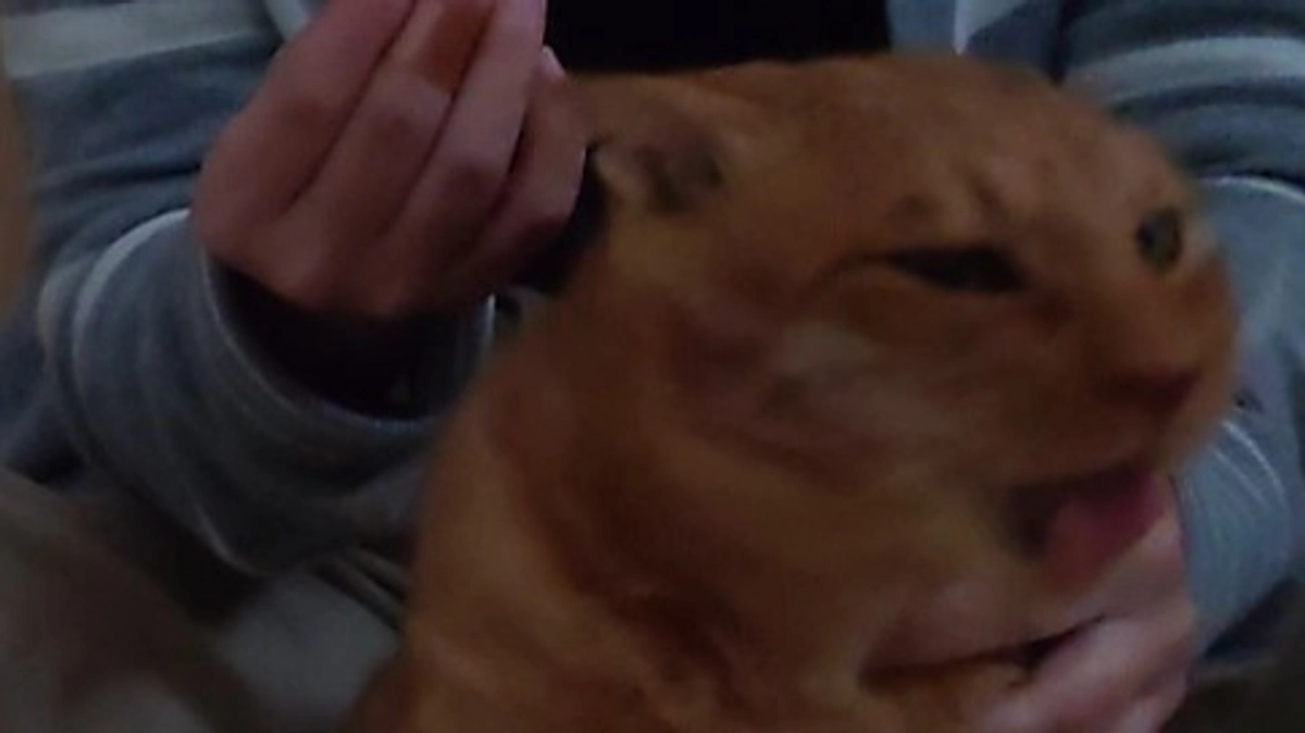 🐈ヨッちゃんお薬を飲み続け半年経った結果～今も吐き出してる編～🐈