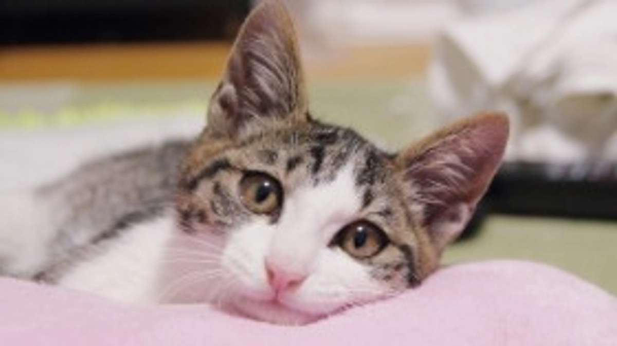 マンスリーサポートプロジェクト、開始いたしました！