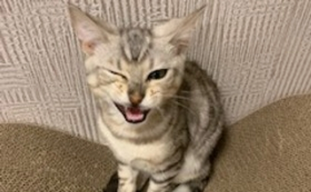 こてつ応援(1000円)