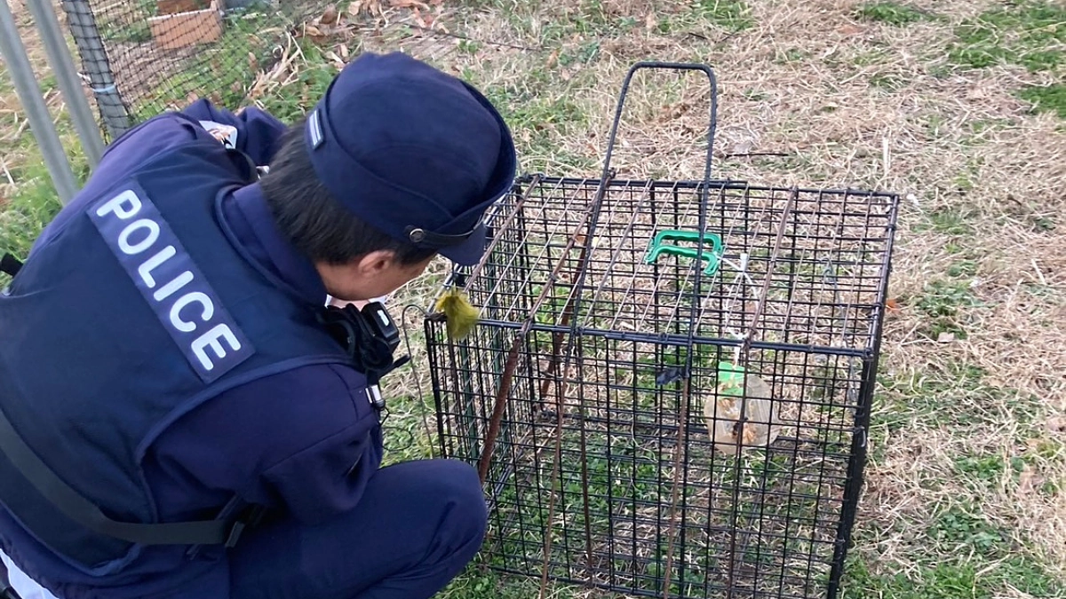 年末年始のレスキュー報告その③年明け早々、捕獲器の窃盗にあい警察を呼びました。
