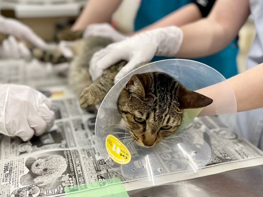 ドキドキの通院３日目