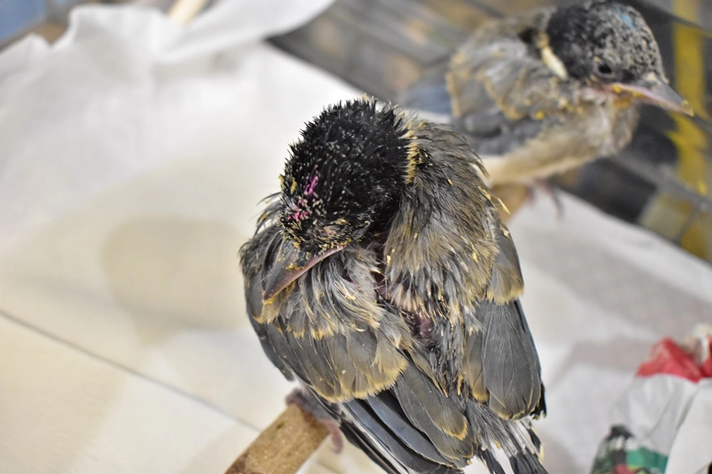 【訃報】オナガのヒナ1羽