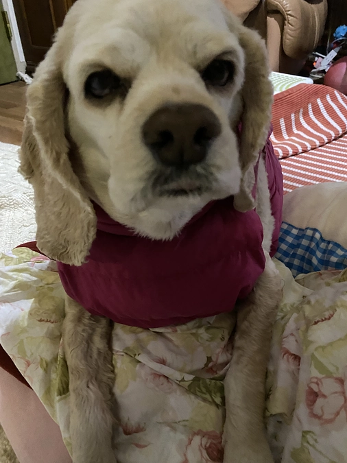 あと21日になりました　ロレンツア応援お願い致します！　散歩も難しくなりました