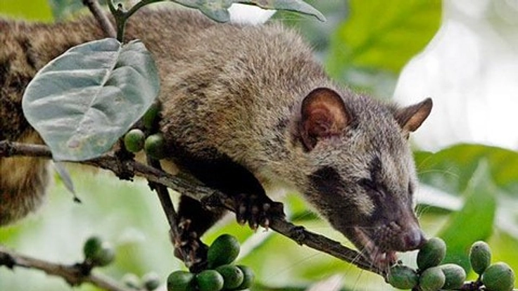 野生のジャコウネコを守る、極上のコピルアクをコーヒー好きのあなたへ