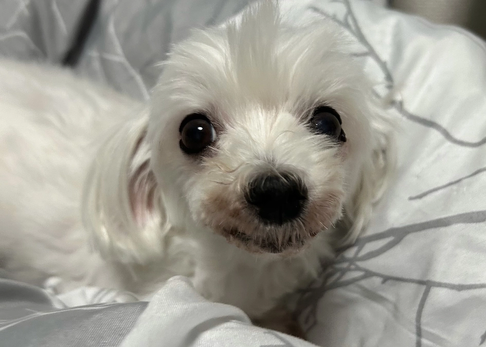 新しい診断書【ステージＤ】です💧