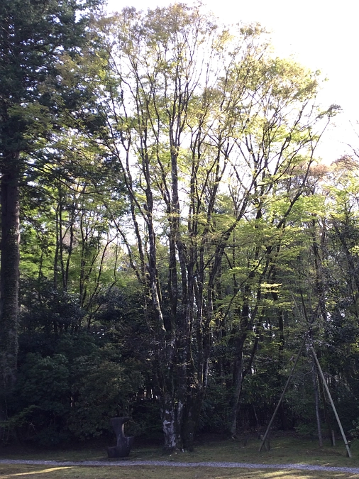 【庭園整備】いよいよ始まりました！