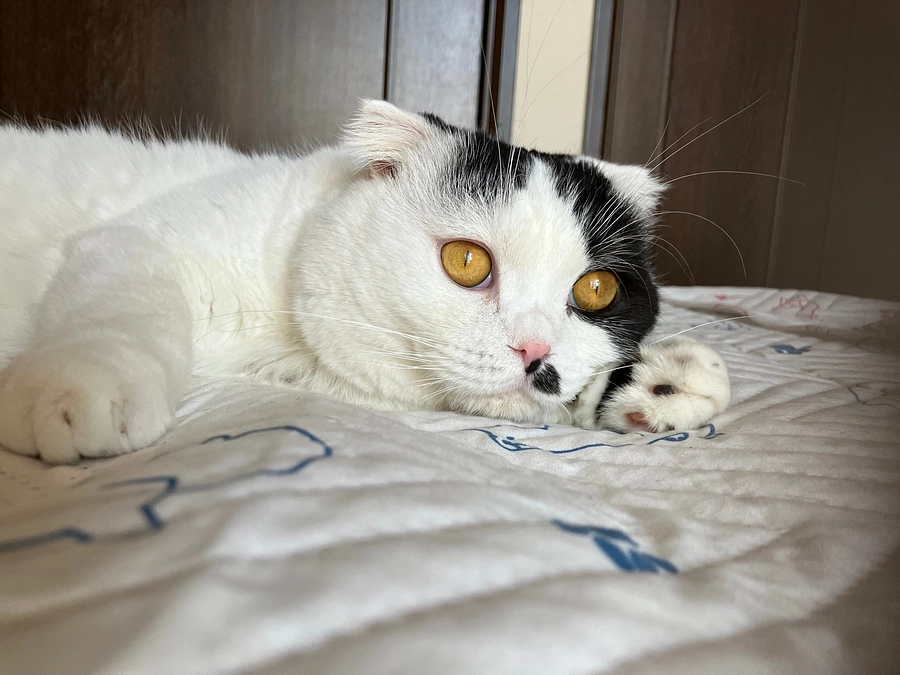 最近のしおの様子