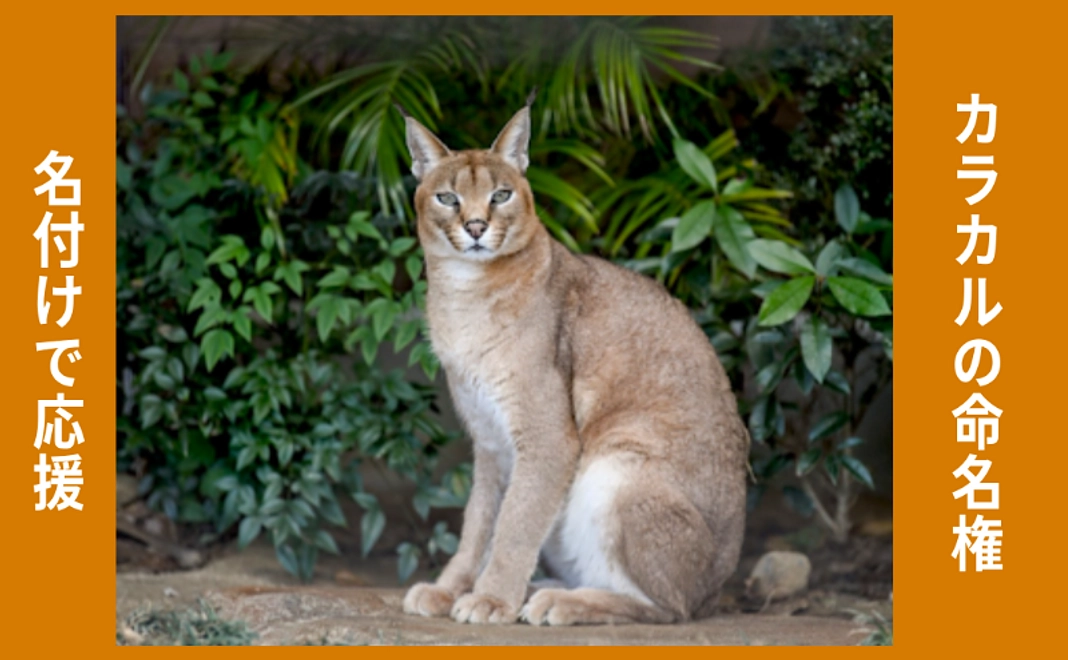 名付けで応援｜カラカルの命名権
