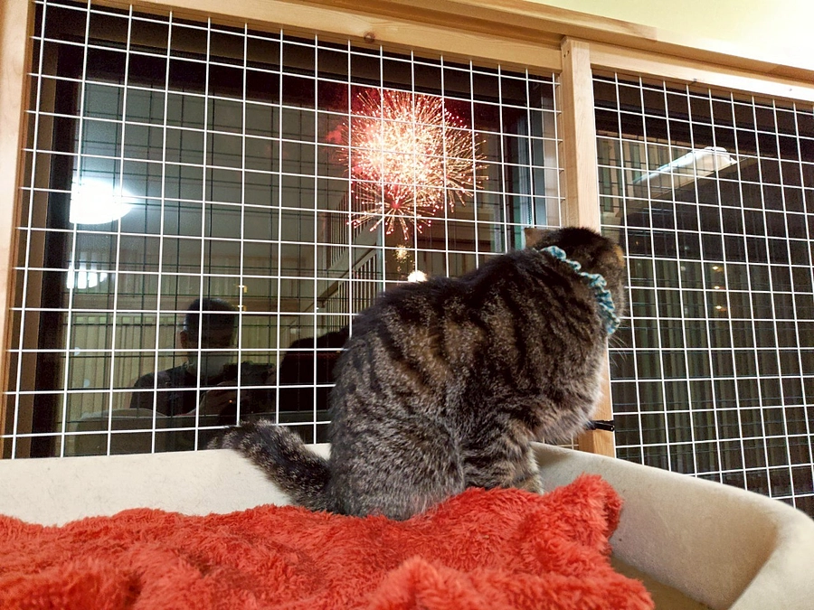 2025年８月の猫の森の保護猫たち