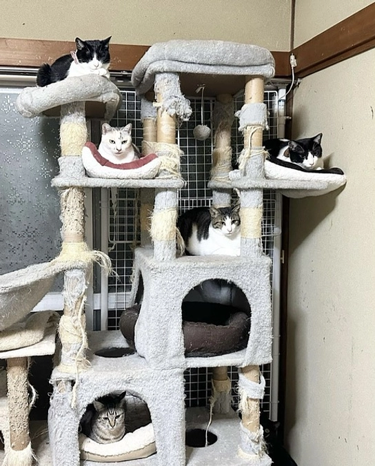 新しいシェルターで快適な生活ができるように