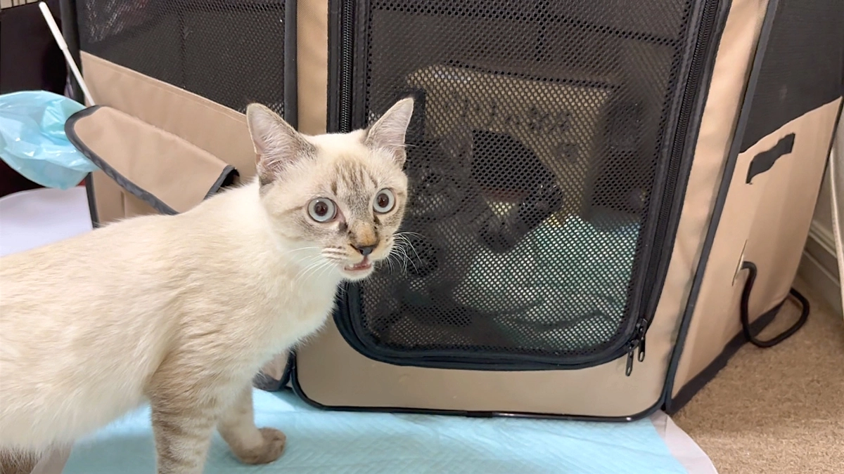 シェルターのお祓いとリフォーム作業