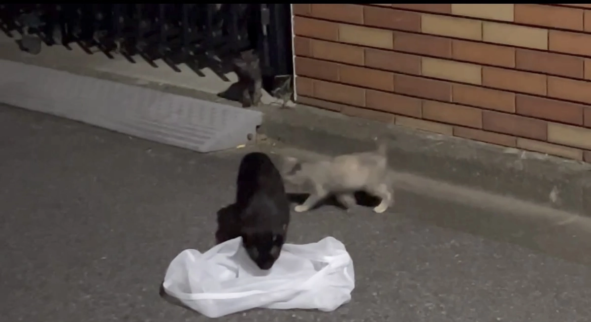 ファミリーの捕獲はまだ続く…