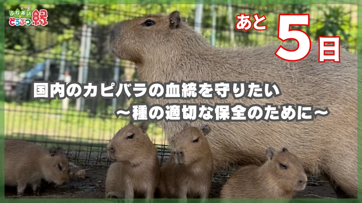 終了まで残り5日！クラファン応援コメントのご紹介⑥