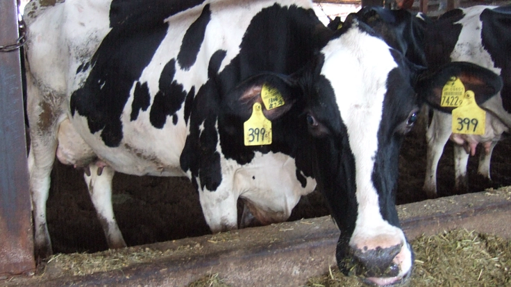 ふれあい観光牧場を作りたい！