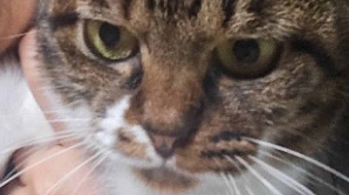 男一人、猫50匹