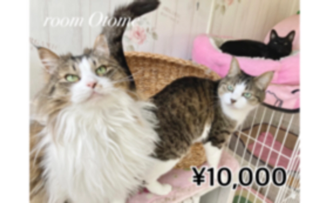 毎月応援10,000円コース