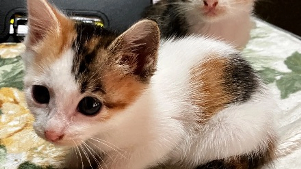 お天気が悪いと猫は溶けます。