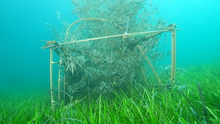 海女発祥の地・宗像。神を祀る、「豊かな海」を取り戻したい