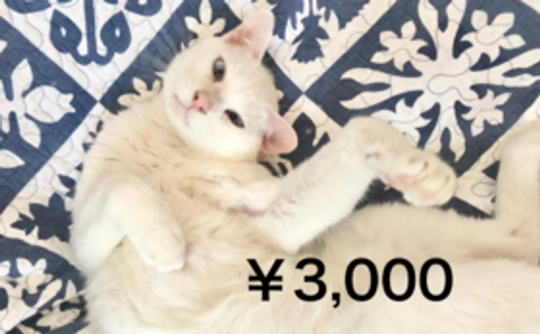 力を合わせて大きな力に応援コース