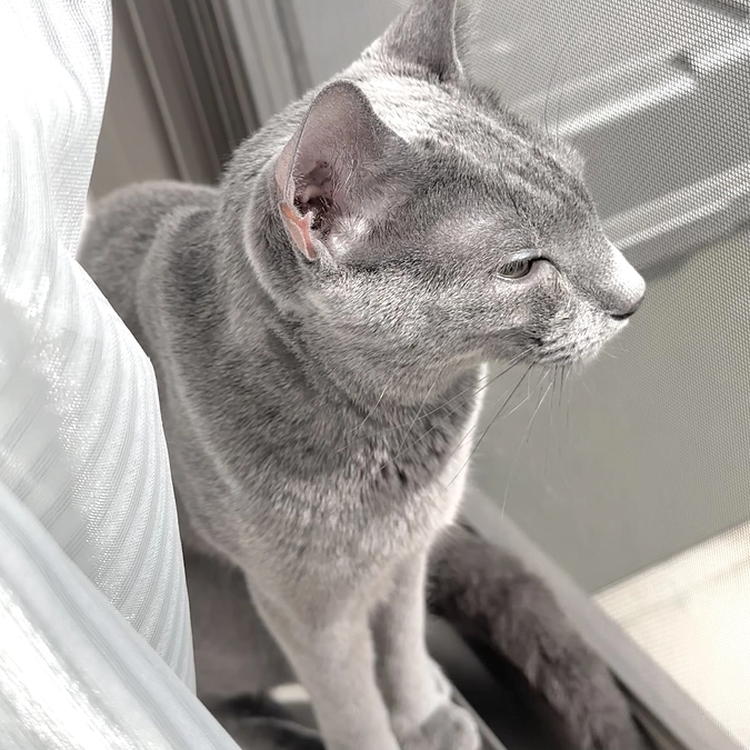 投薬4日目〜5日目