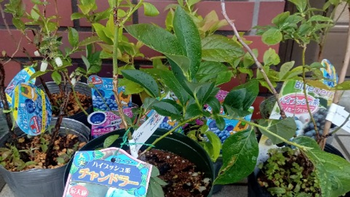 ブルーベリーを植えました！　～その１　苗選び～