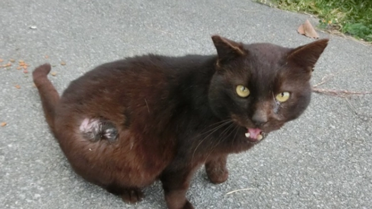 【第３弾】石垣島の捨てられた猫たちに治療を受けさせたい。