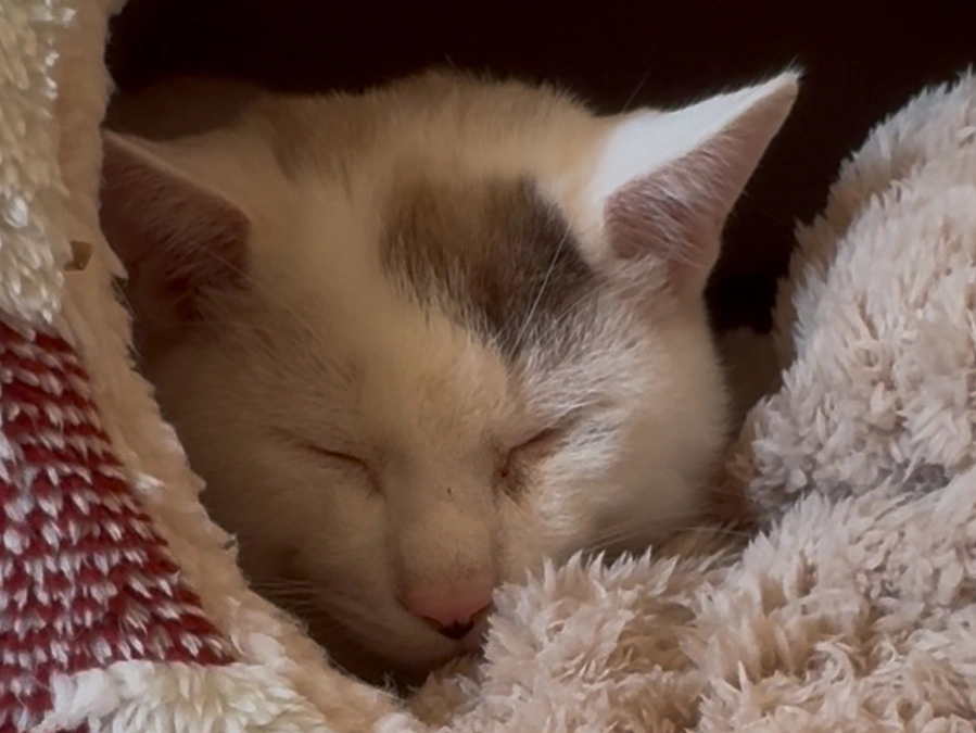 シンバ、スクスク成長！