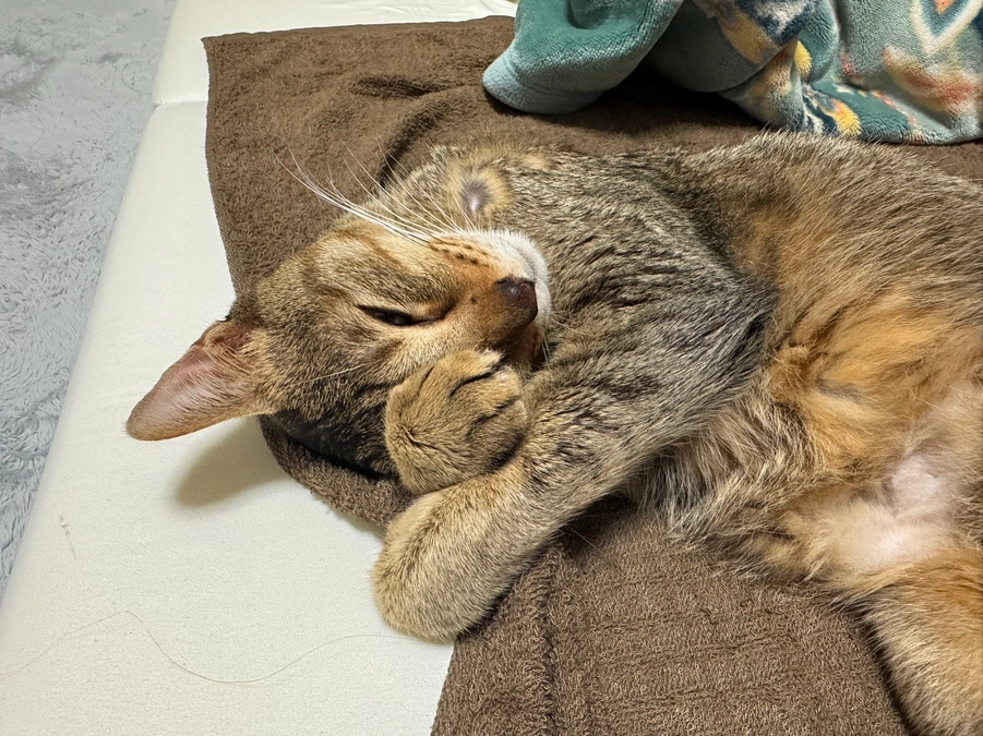 本日は病院がお休みで。。。