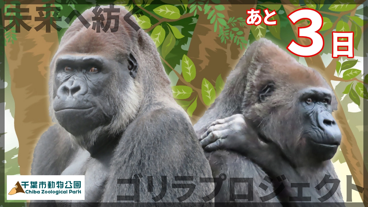 終了まであと3日！いただいた応援メッセージのご紹介