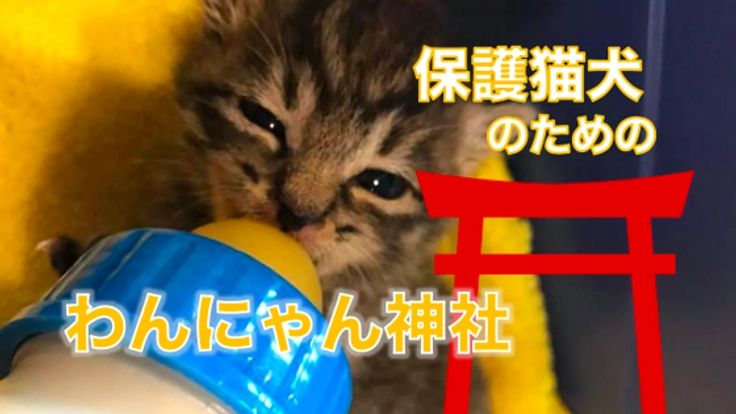 保護猫カフェのサポートに繋がる“わんにゃん神社”をつくりたい
