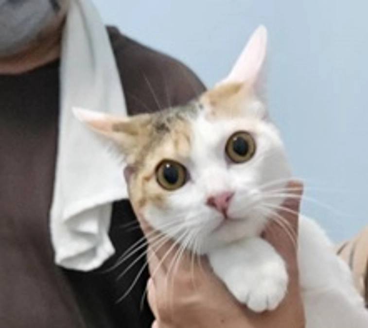 譲渡会参加　がんばってます！