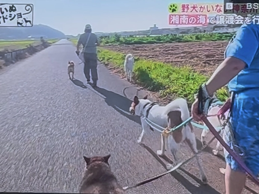 目標まであと23万円！レーベンの日常、朝のお散歩の様子をご紹介。